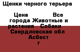 Щенки черного терьера › Цена ­ 35 000 - Все города Животные и растения » Собаки   . Свердловская обл.,Асбест г.